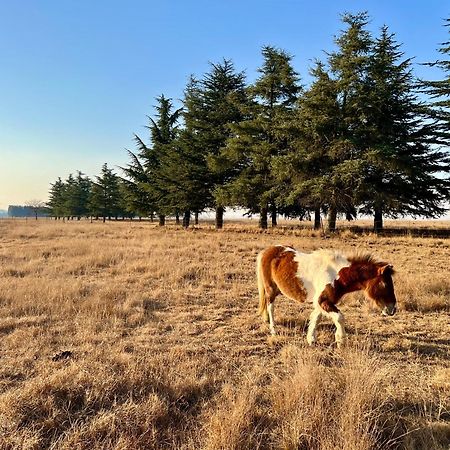 Merino Stal Guest Farm Ermelo Exterior foto
