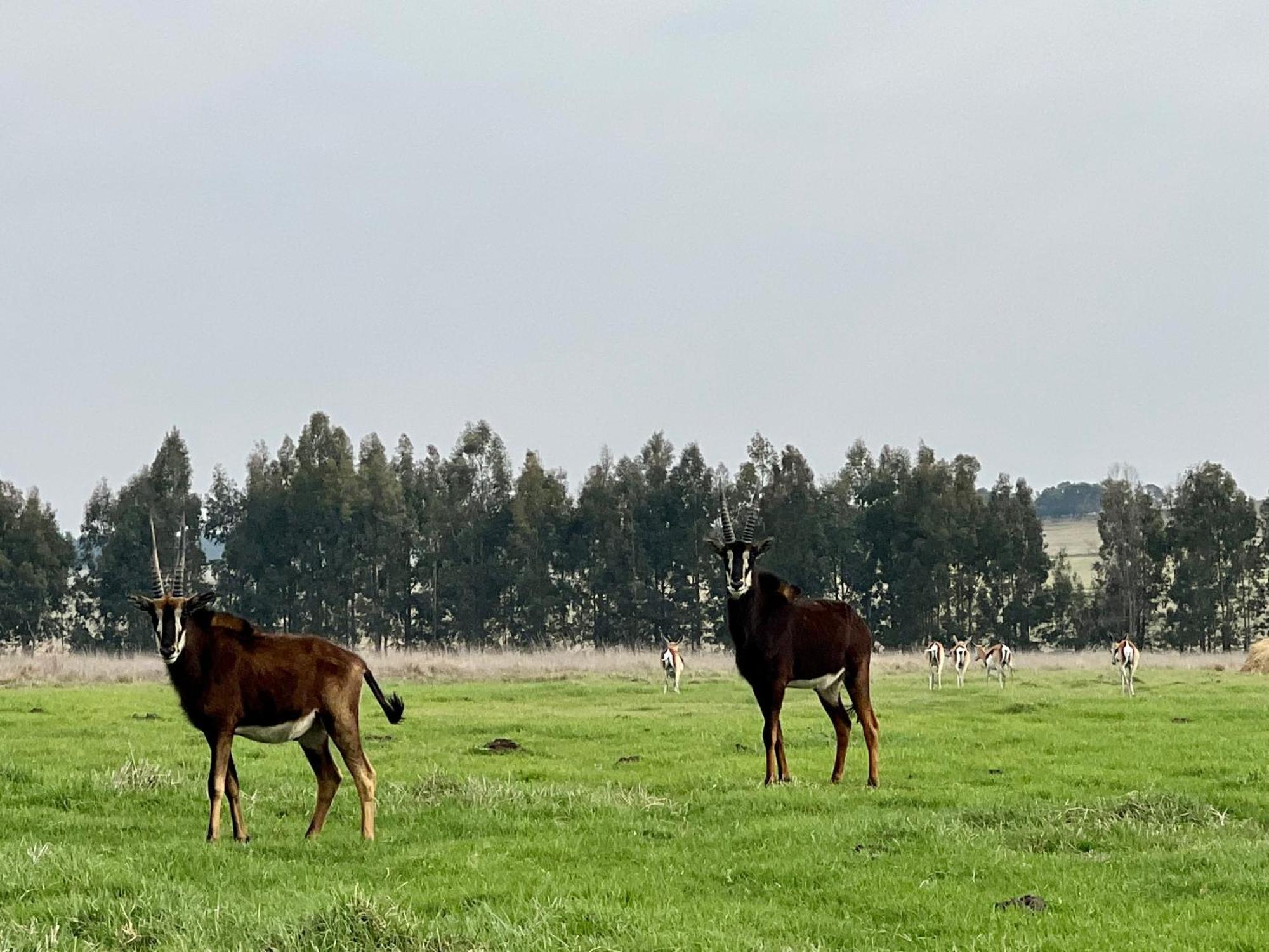 Merino Stal Guest Farm Ermelo Exterior foto