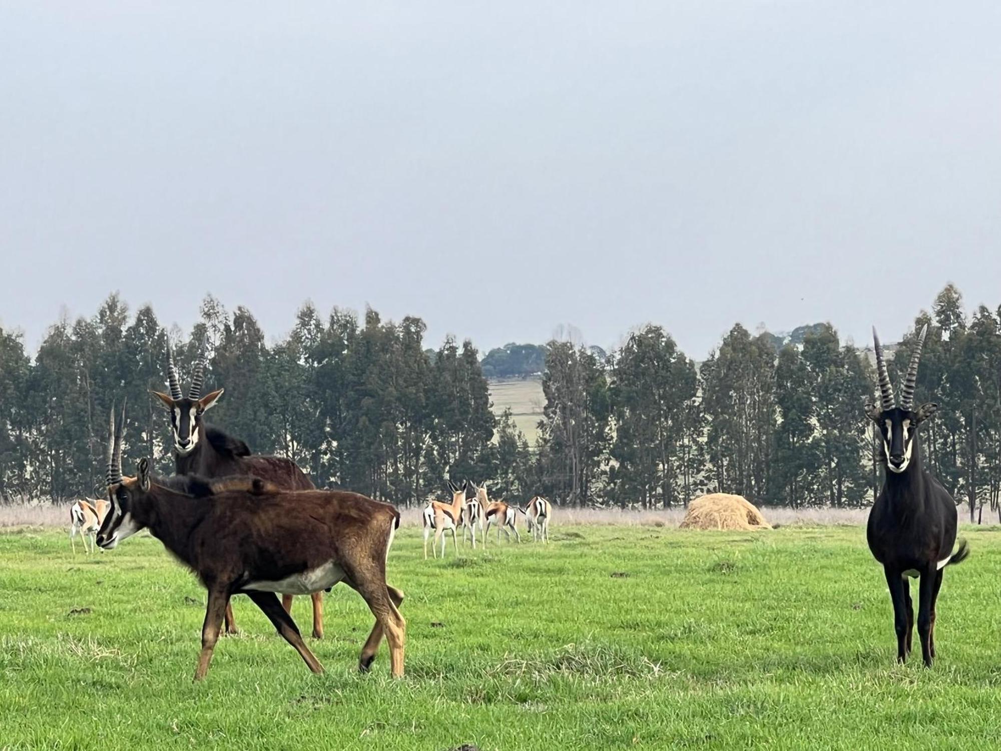 Merino Stal Guest Farm Ermelo Exterior foto